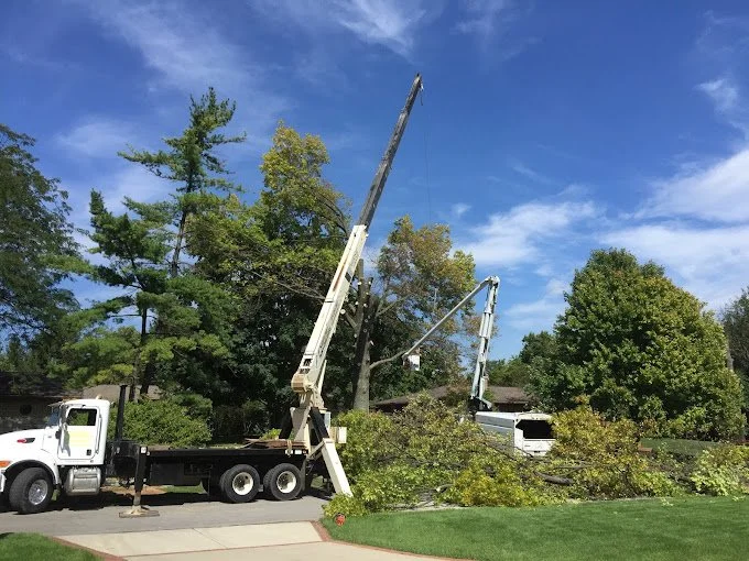 tree trimming columbus ohio 
